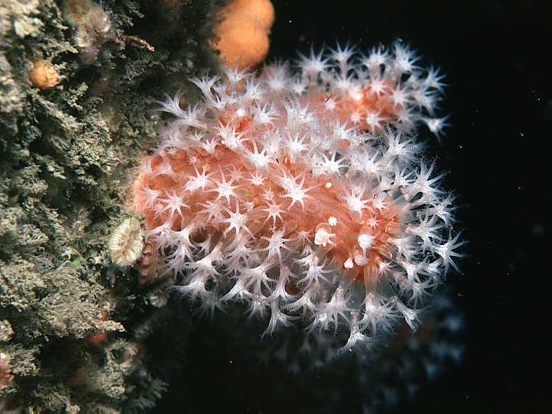 Alcyonium glomeratum